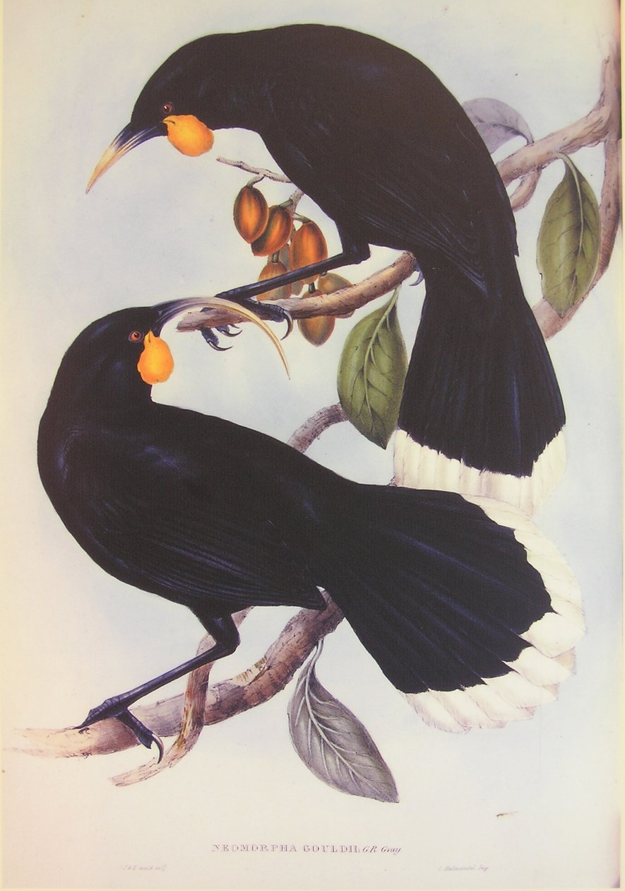 Ilustracja przedstawiająca parę Huia autorstwa John Gould