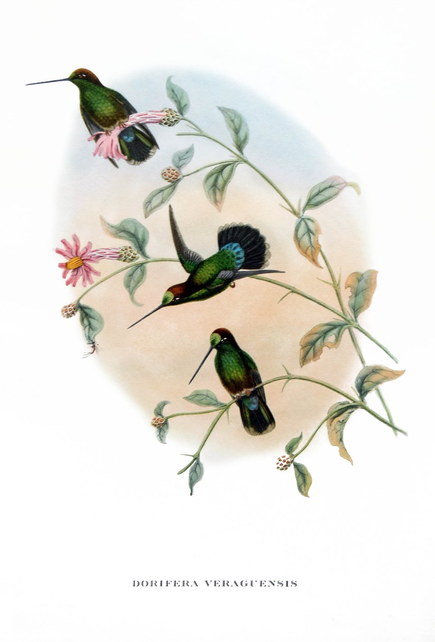 Humming Bird - Veruguan Lance-Bill, ptaki z Kostaryki, rycina z książki Johna Goulda (1804-1881) "Ptaki tropikalne" autorstwa John Gould