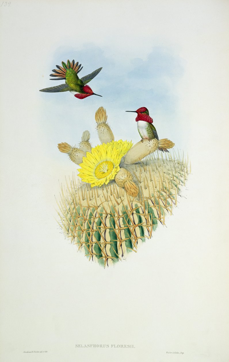 Koliber, grawerowane przez Waltera i Cohen autorstwa John Gould