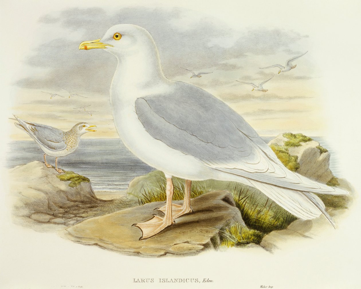 Mewa islandzka (Larus glaucoides), Grawerowanie autorstwa Johna Gould autorstwa John Gould