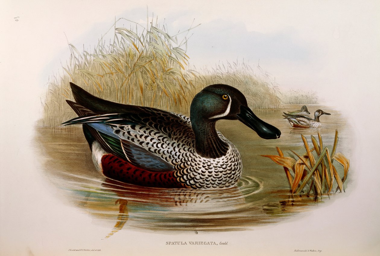 Ilustracja z filmu „Ptaki Australii” Johna Goulda przedstawiające australijskiego płaskonosa Anas rhynchotis variegata, autorstwa Oscara Dresslera autorstwa John Gould