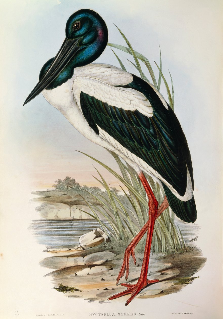 Ilustracja z filmu „Ptaki Australii” Johna Goulda przedstawiające bociana czarnoszyi Ephippiorhynchus asiaticus, autorstwa John Gould