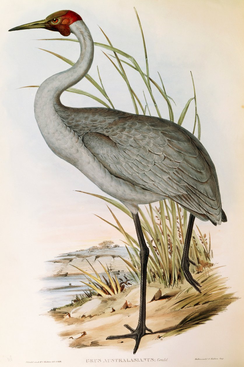 Ilustracja z „Ptaków Australii” Johna Goulda przedstawiająca Brolgę Grus rubicunda, autorstwa John Gould