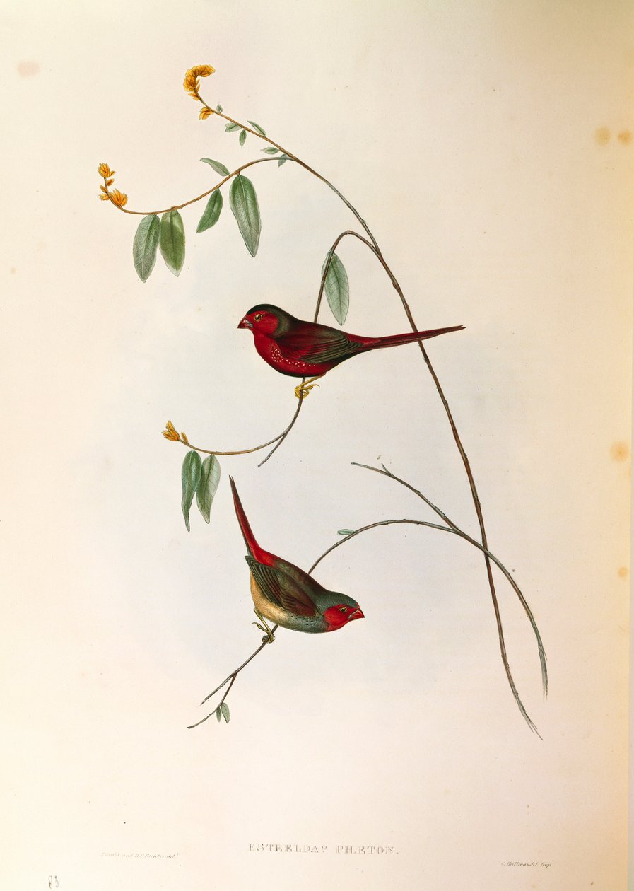 Ilustracja z „Ptaki Australii” Johna Goulda przedstawiająca Crimson Finch Neochmia phaeton, grawerowana kolorowo autorstwa John Gould