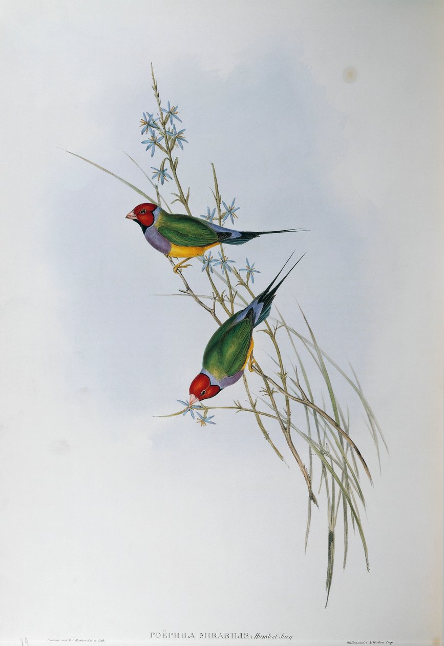 Ilustracja z filmu „Ptaki Australii” Johna Goulda przedstawiające Dziwonię Gouldian Chloebia gouldiae, autorstwa Oscara Dresslera autorstwa John Gould