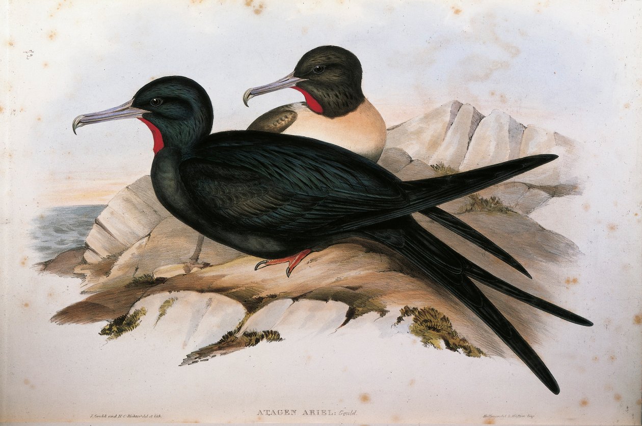 Ilustracja z filmu „Ptaki Australii” Johna Goulda przedstawiające fregatę małą Fregatę ariel, autorstwa Oscara Dresslera autorstwa John Gould