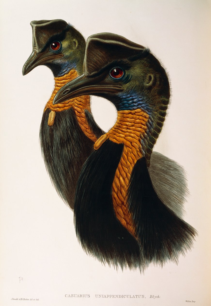Ilustracja z filmu „Ptaki Australii” Johna Goulda przedstawiające kazuar północny Casuarius unappendiculatus, autorstwa Oscara Dresslera autorstwa John Gould