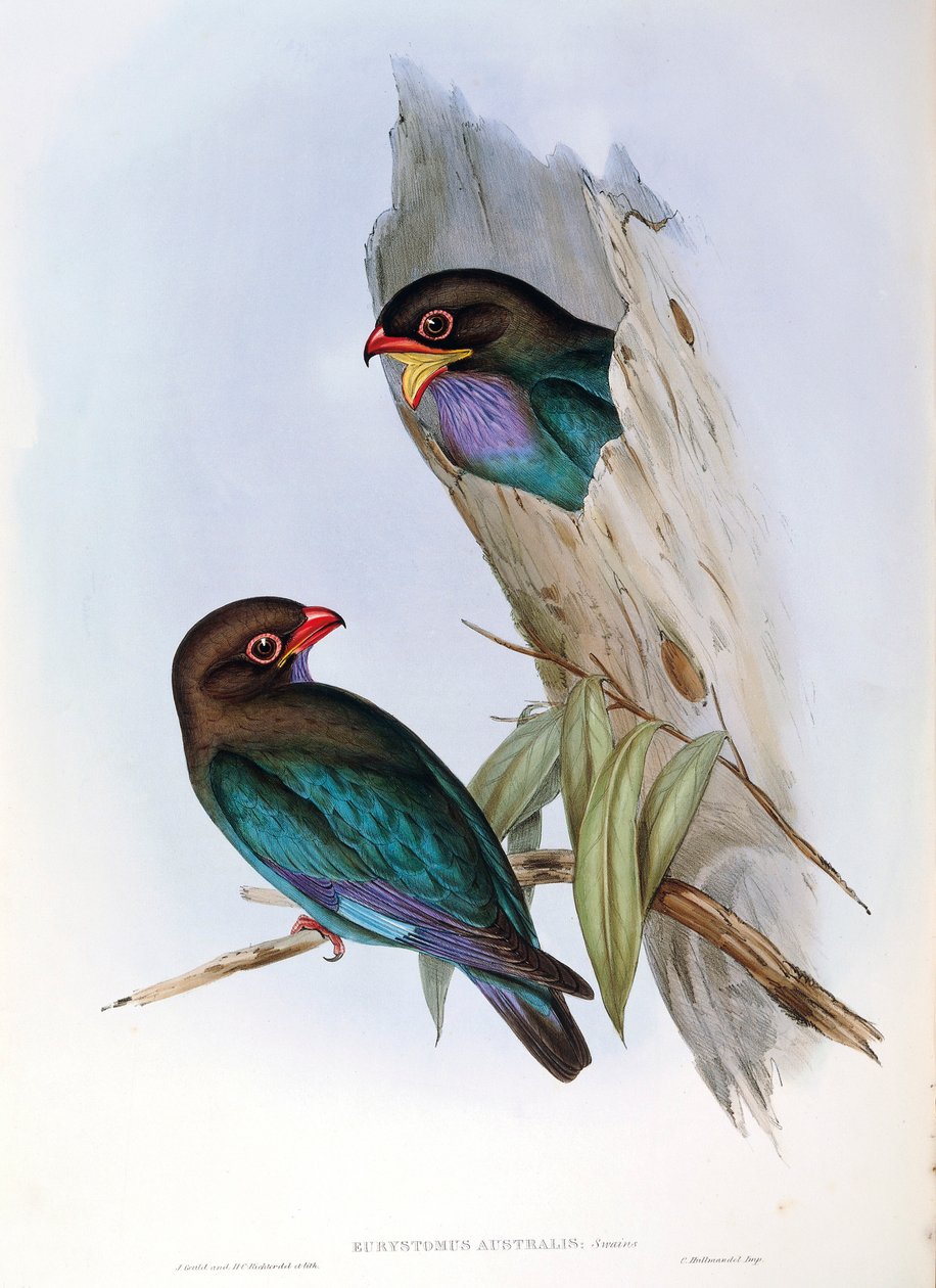 Ilustracja z filmu „Ptaki Australii” Johna Goulda przedstawiającego orientalny ptak dolarowy Eurystomus orientalis, autorstwa John Gould