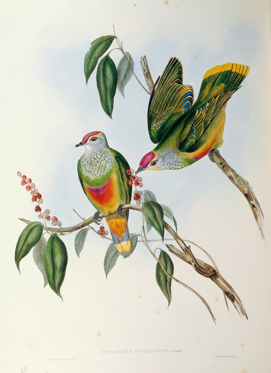 Ilustracja z filmu „Ptaki Australii” Johna Goulda przedstawiające gołąbka różaniec Ptilinopus regina, autorstwa John Gould
