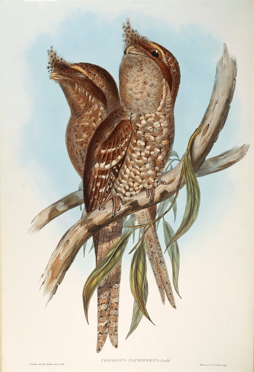 Ilustracja z filmu „Ptaki Australii” Johna Goulda przedstawiające Tawny Frogmouth Podargus strigoides, autorstwa Oscara Dresslera autorstwa John Gould