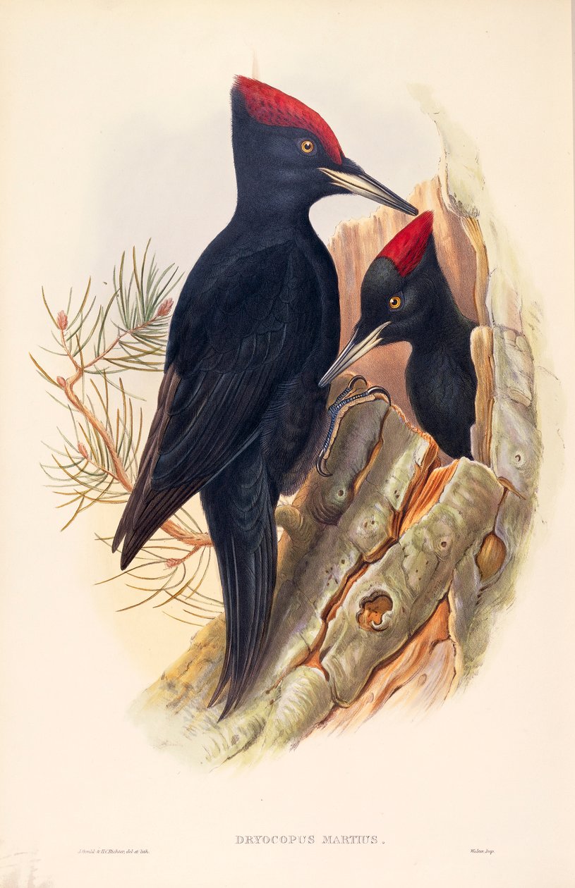 Ilustracja z filmu „Ptaki Wielkiej Brytanii” Johna Goulda przedstawiające parę dzięciołów czarnych Dryocopus martius autorstwa John Gould
