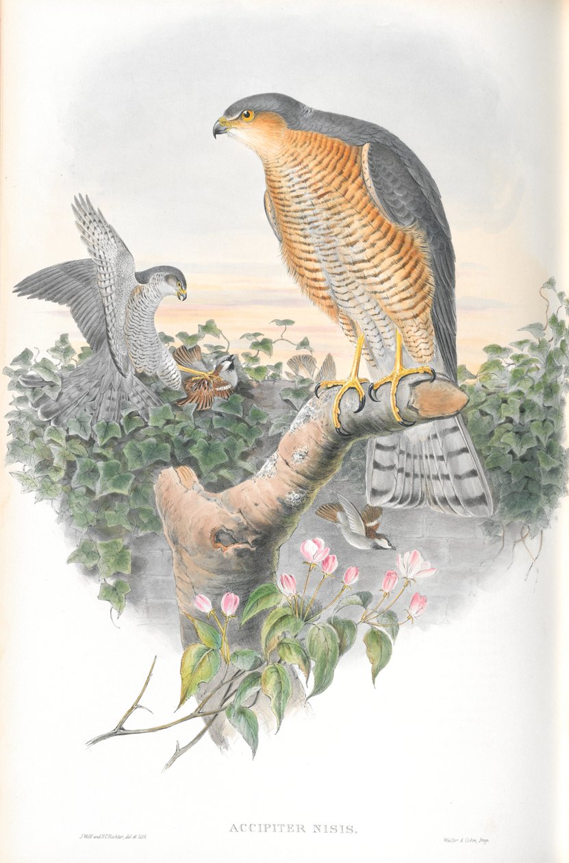 Ilustracja Accipiter Nisis (krogulec) autorstwa John Gould