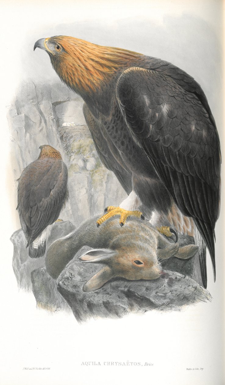 Ilustracja Aquila Chrysaetos (Złoty Orzeł) autorstwa John Gould