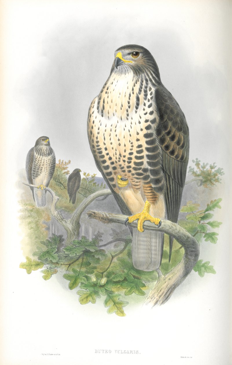 Ilustracja Buteo Vulgaris (Myszołów zwyczajny) autorstwa John Gould