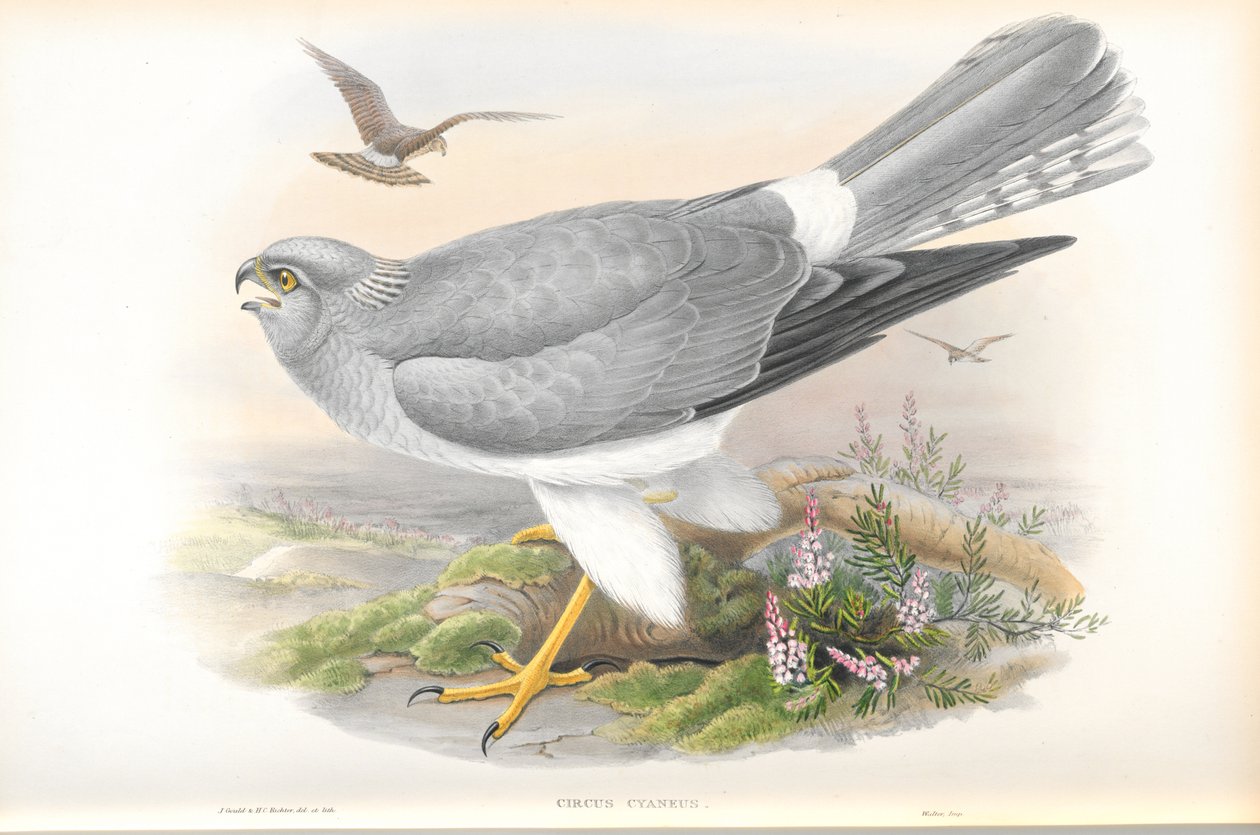 Ilustracja Circus Cyaneus (kura błotniak) autorstwa John Gould