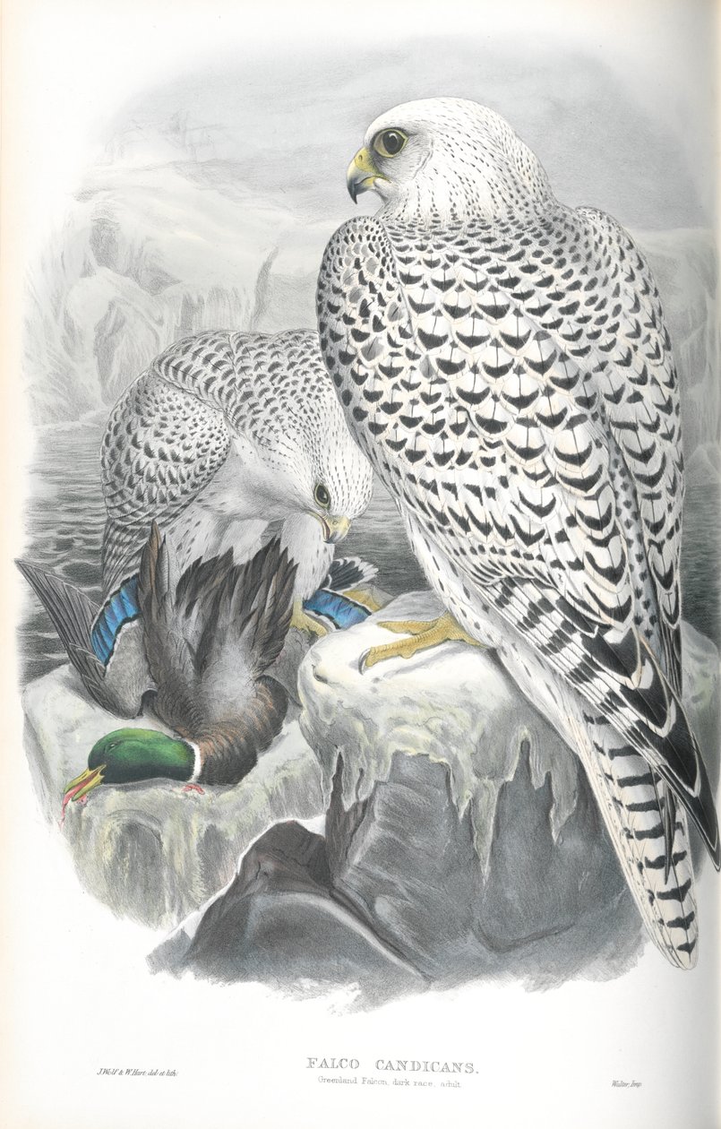 Ilustracja Falco Candicans (Greenland Falcon Dark Race) autorstwa John Gould