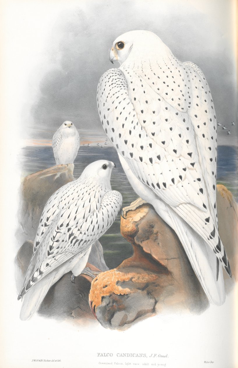 Ilustracja Falco Candicans (wyścig Greenland Falcon Light) autorstwa John Gould