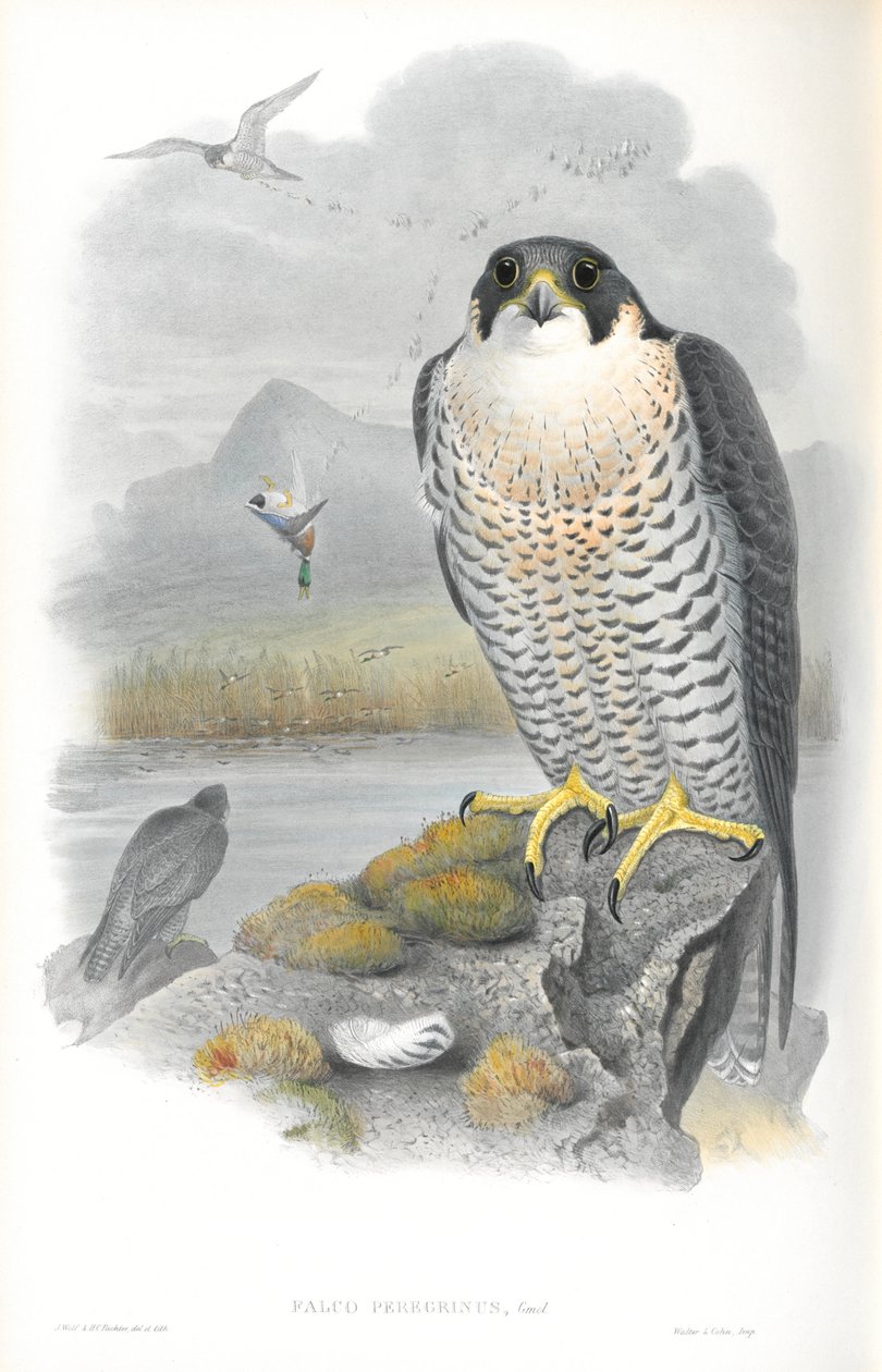 Ilustracja Falco Peregrinus (sokół wędrowny) autorstwa John Gould