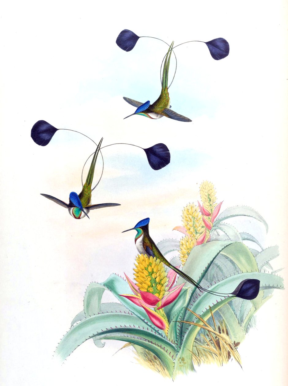Ilustracja Loddigesia mirabilis (koliber) na Aechmea mertensii (jako syn. A. mucroniflora) (bromeliad) autorstwa John Gould