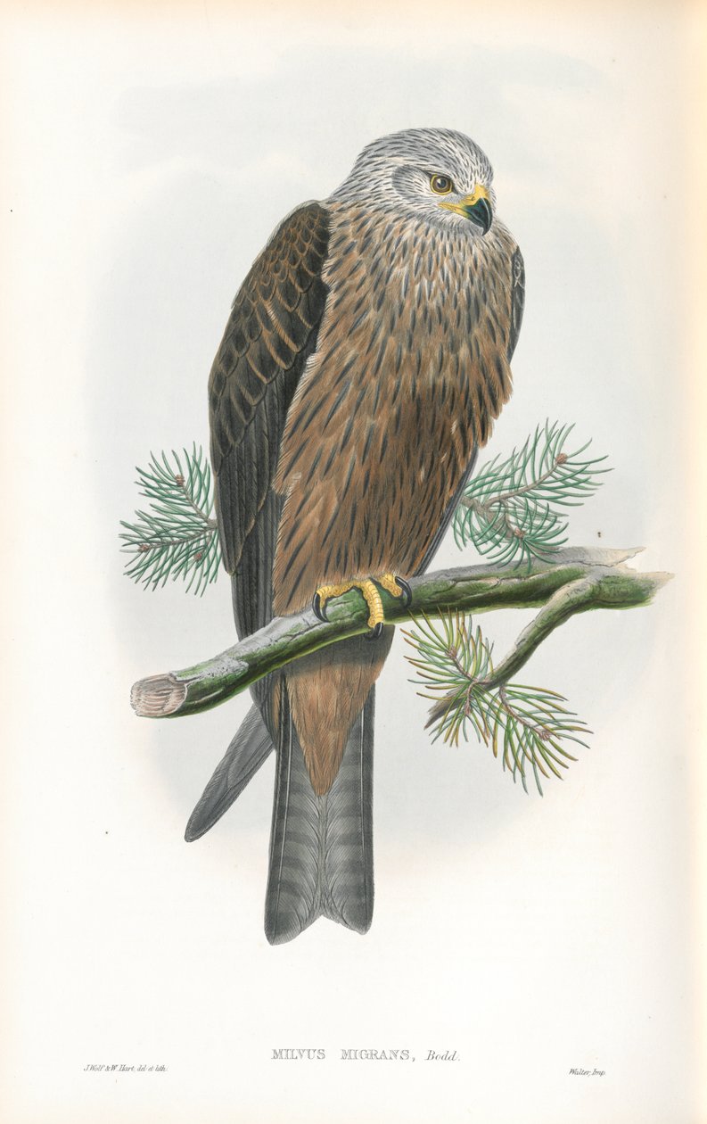 Ilustracja Milvus Migrans (kania czarna) autorstwa John Gould