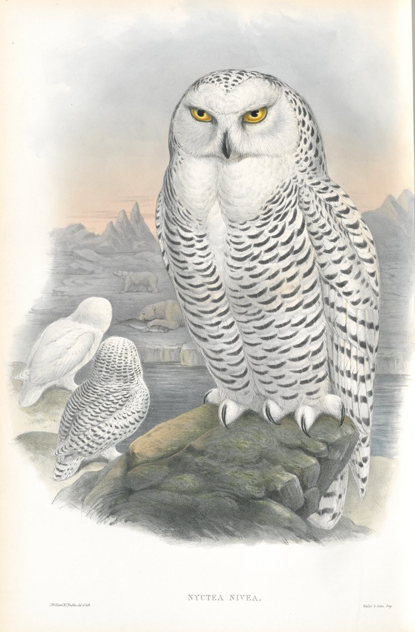 Ilustracja Nyctea Nivea (sowa śnieżna) autorstwa John Gould