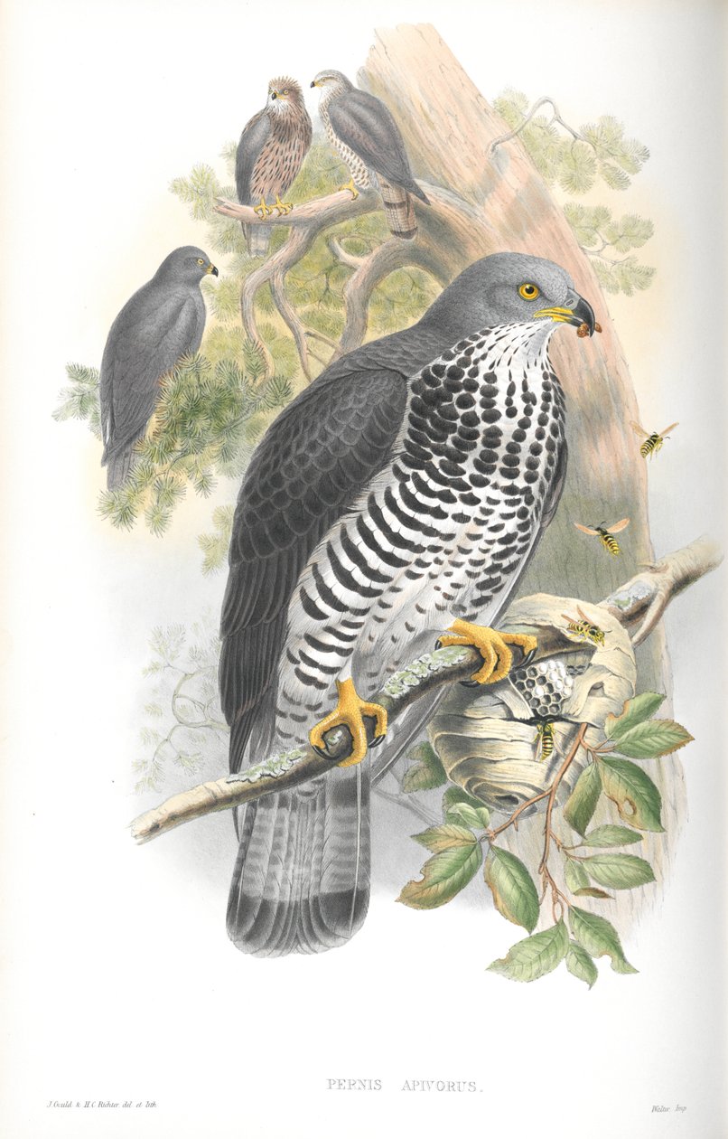 Ilustracja Pernis Apivorus (Miodowy Myszołów) autorstwa John Gould