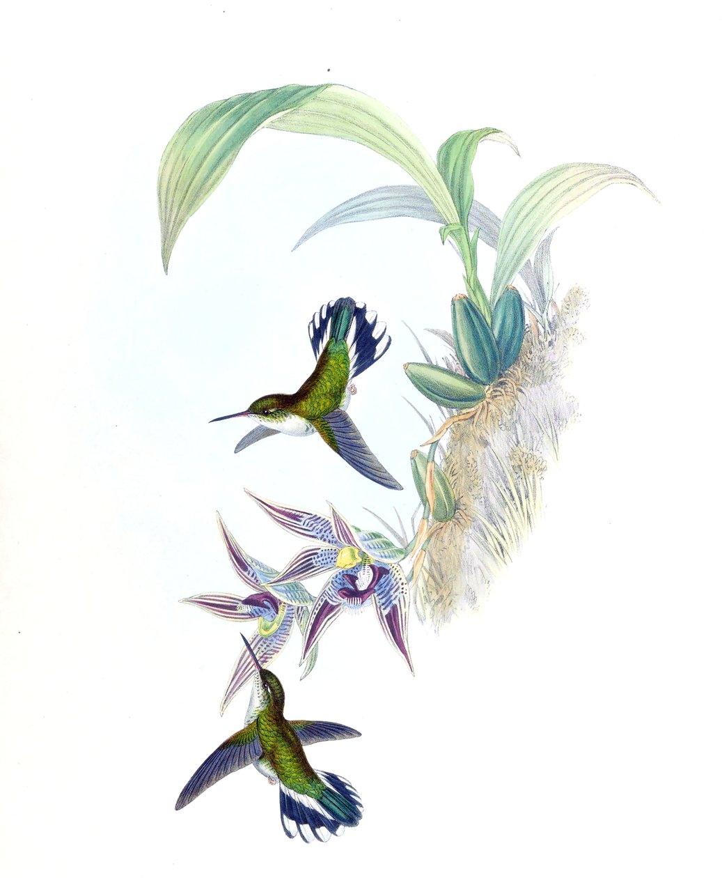 Ilustracja Phlogophilus hemileucurus na Paphinia cristata (storczyk) autorstwa John Gould