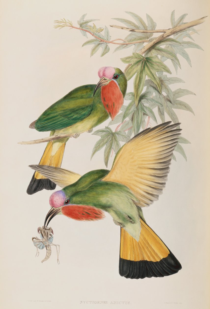 Zimorodek (Nyctiornis Amictus) z Birds of Asia autorstwa John Gould
