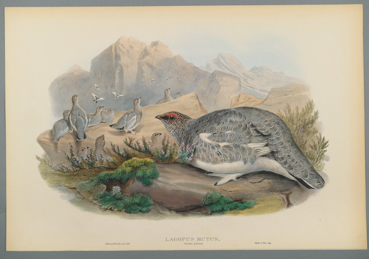 Lagopus Mutus, upierzenie jesienne: Pardwa zwyczajna (kolor lito na papierze tkanym) autorstwa John Gould