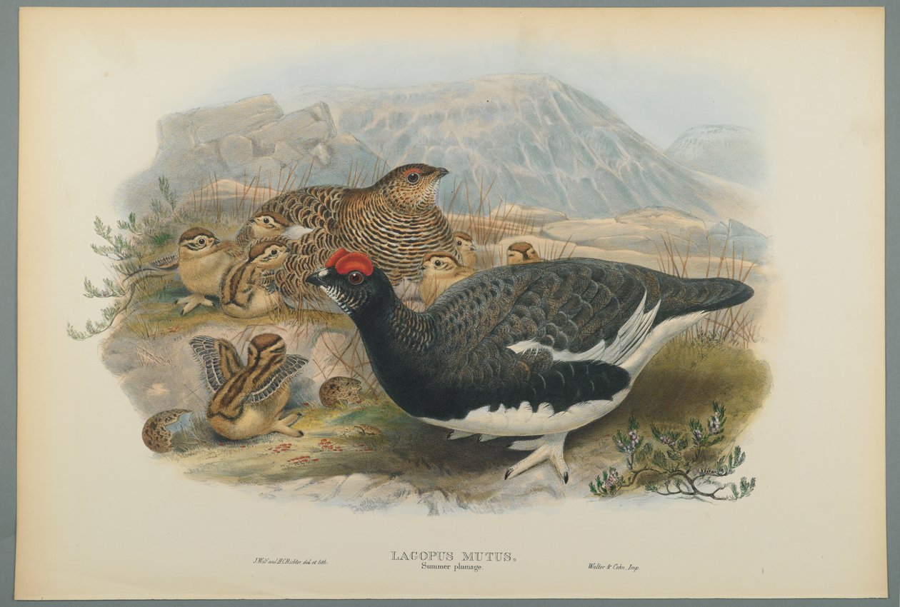 Lagopus Mutus, upierzenie letnie: Pardwa zwyczajna (kolor lito na papierze tkanym) autorstwa John Gould