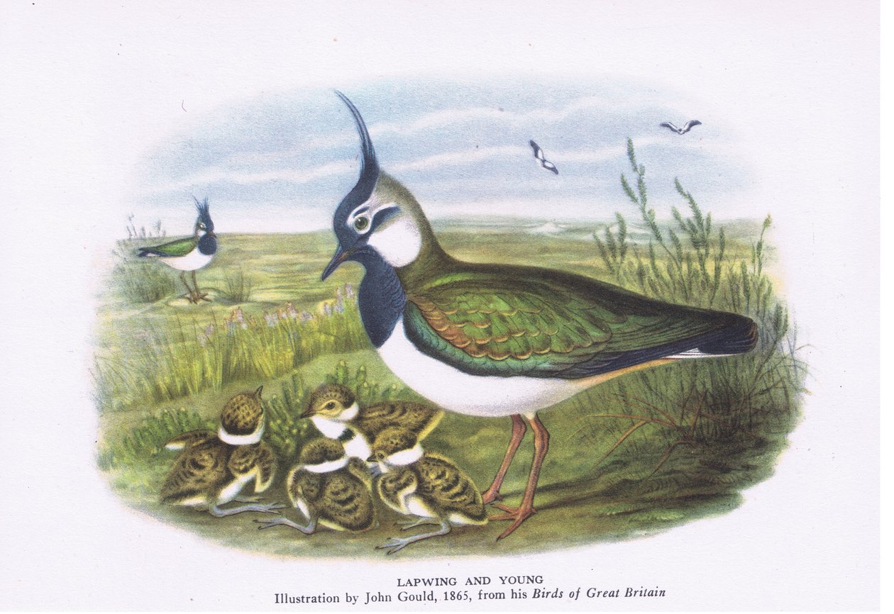 Czajka i młody, Nature in Britain, wyd. Collins, 1946 autorstwa John Gould