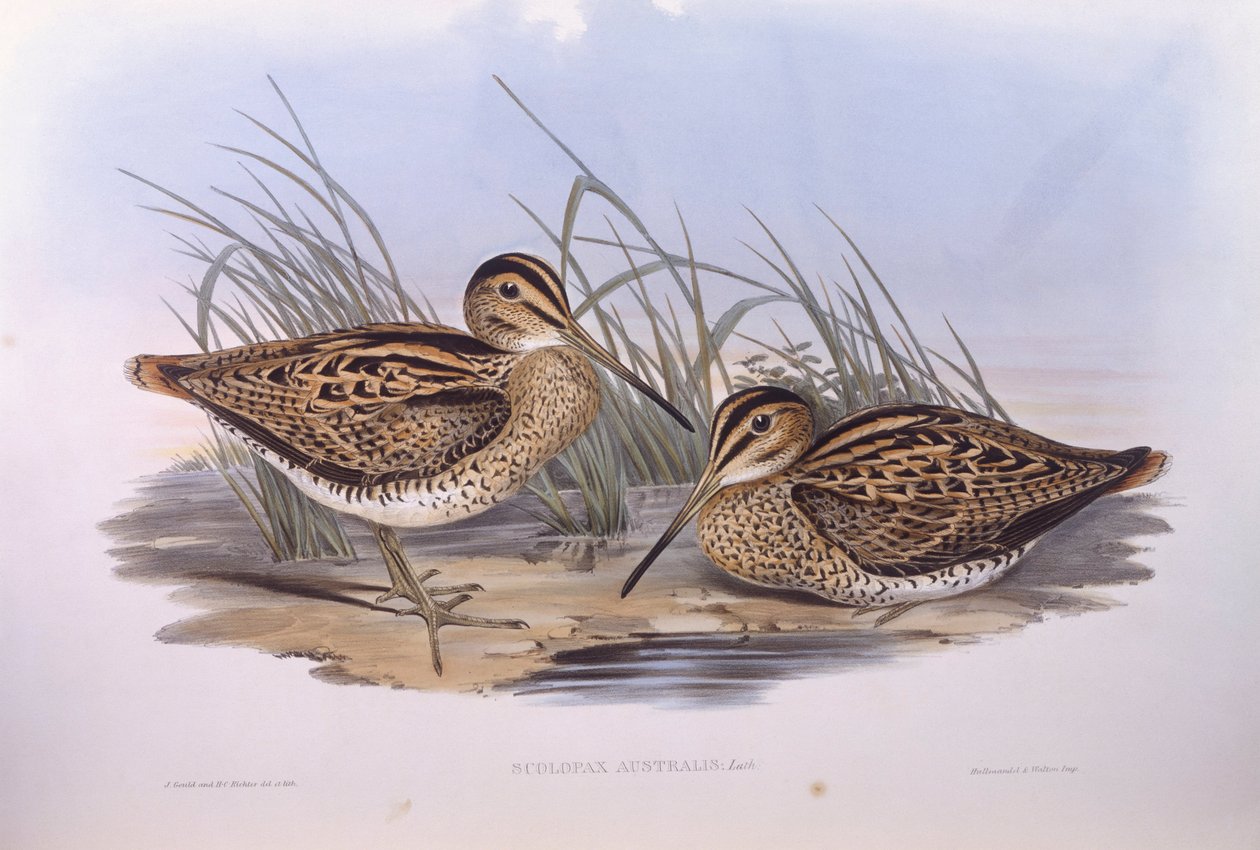 bekas Lathama (Gallinago hardwickii), Grawerowanie autorstwa Johna Gould autorstwa John Gould