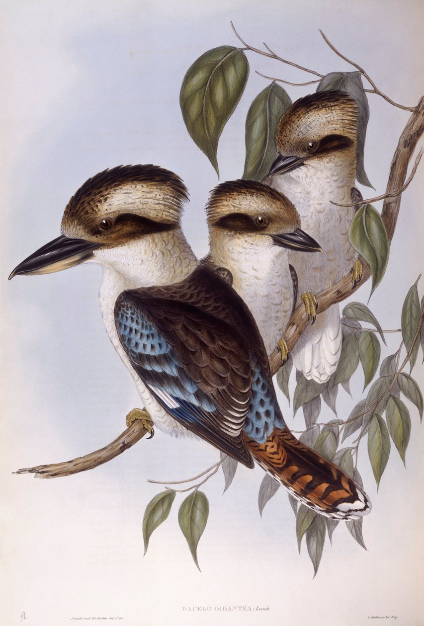 Śmiejąca się kookaburra (Dacelo novaeguineae), Grawerowanie autorstwa Johna Gould autorstwa John Gould