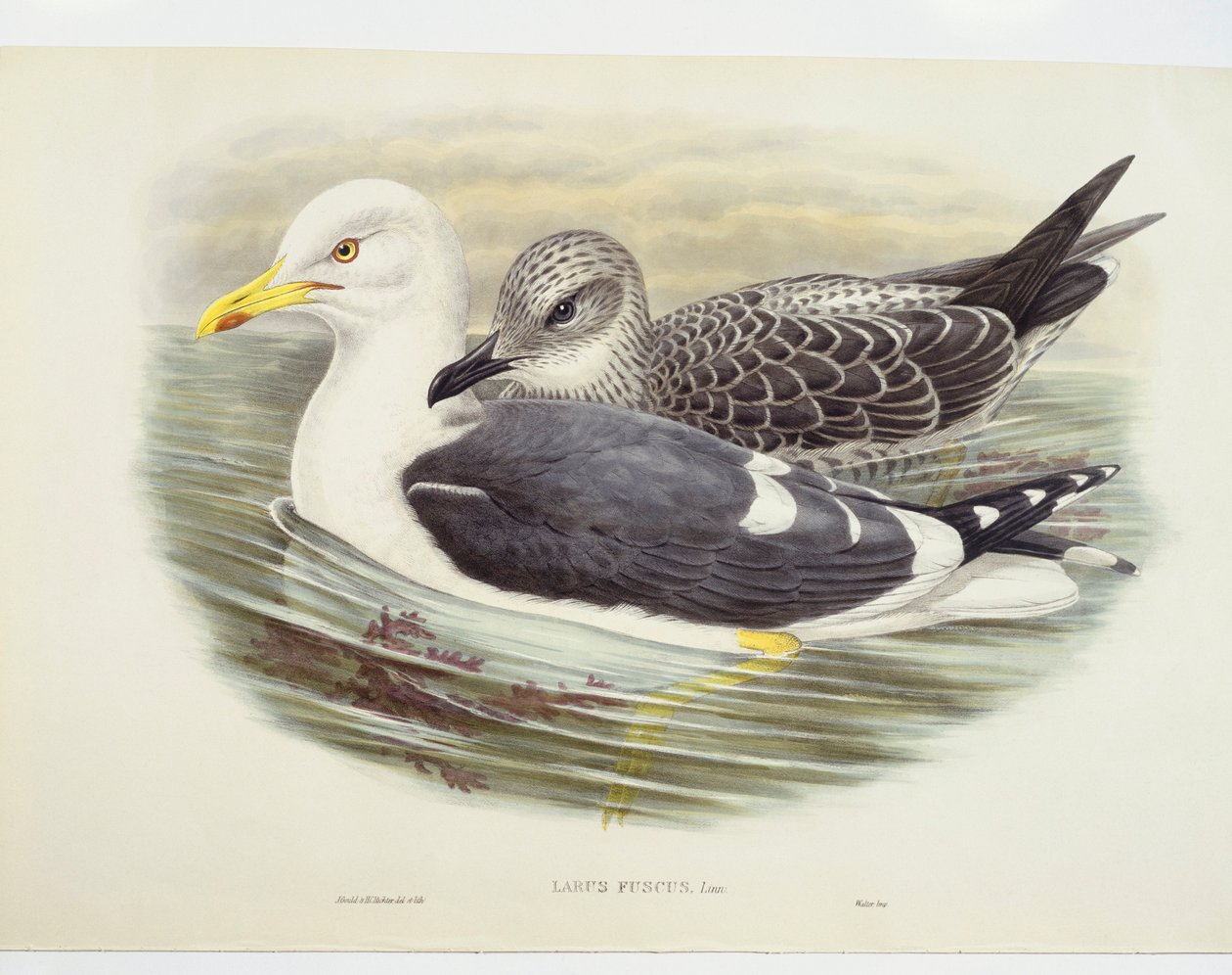 Mewa śmieszka (Larus fuscus), ilustracja autorstwa John Gould