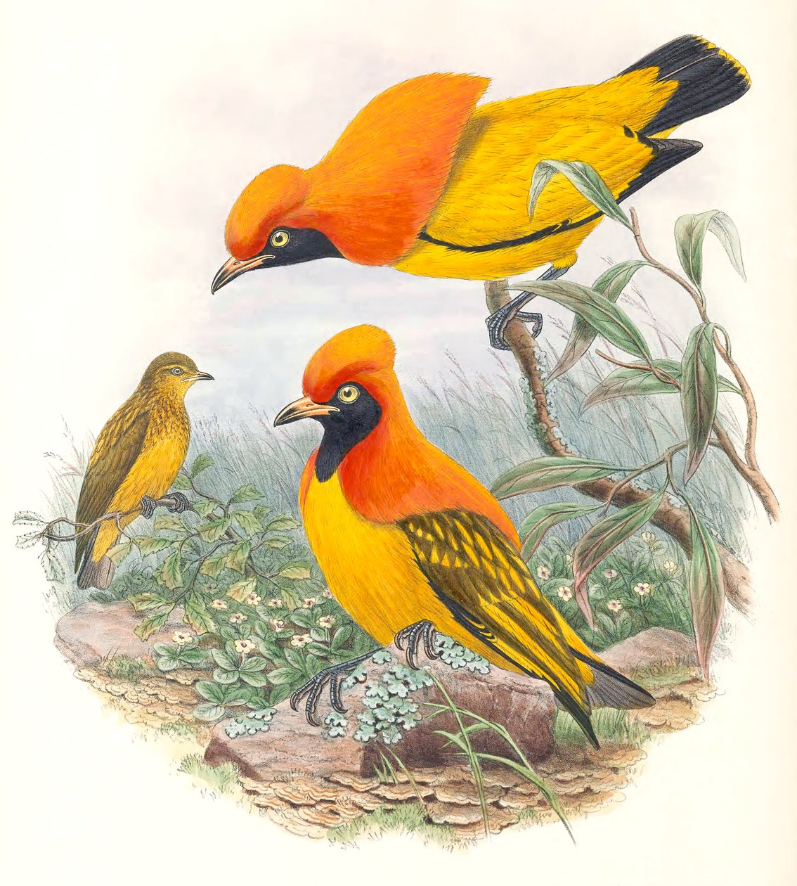 Maskonur autorstwa John Gould