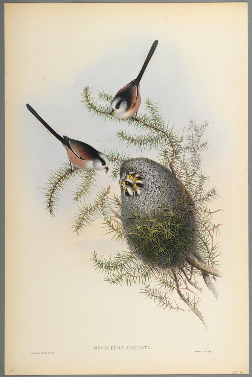Mecistura Caudata - Sikora długoogoniasta (kolor lito na papierze tkanym) autorstwa John Gould