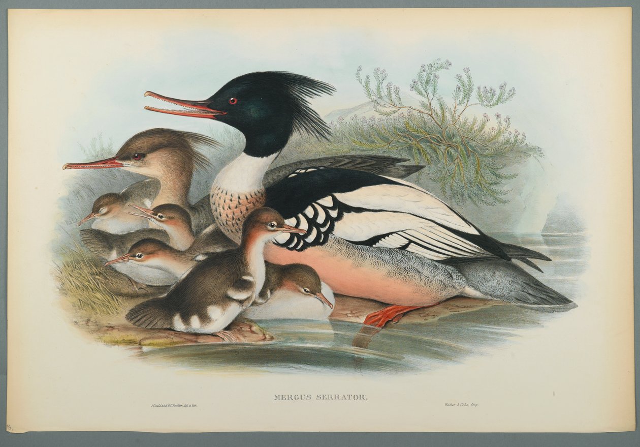 Mergus Serrator: Nurogęś (kolor lito na papierze tkanym) autorstwa John Gould