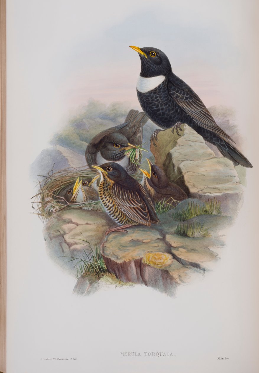 Merula Torquata, tablica z The Birds of Great Britain Johna Goulda, opublikowana w latach 1862-73 (litografia ręcznie kolorowana) autorstwa John Gould