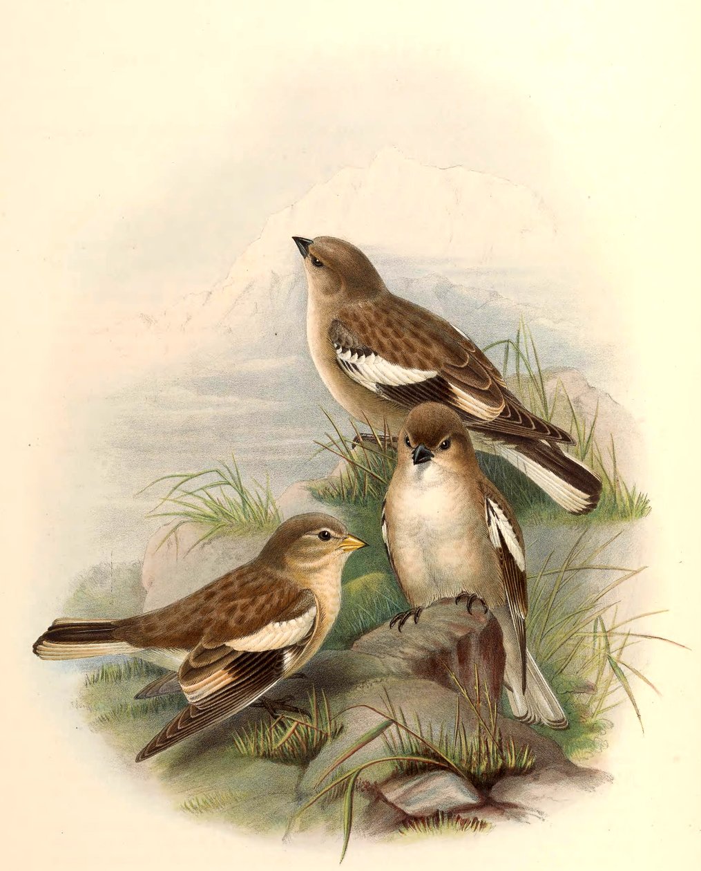 Montifringilla Adamsi autorstwa John Gould