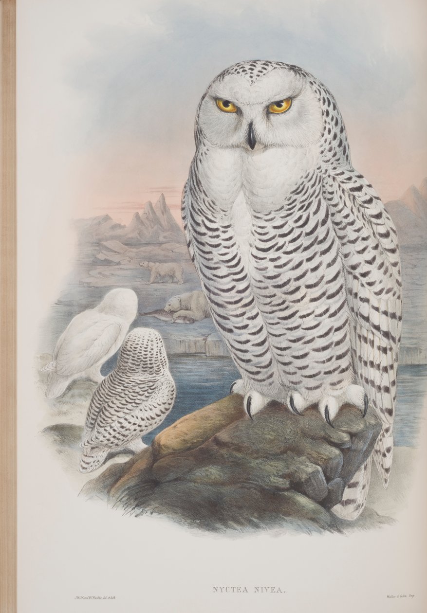 Nyctea Nivea, płyta z The Birds of Great Britain autorstwa Johna Goulda, wydana w latach 1862-73 (litografia ręcznie kolorowana) autorstwa John Gould