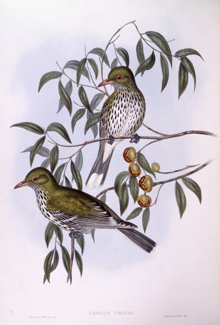 Wilga oliwkowa (Oriolus sagittatus), Grawerowanie Johna Gould autorstwa John Gould