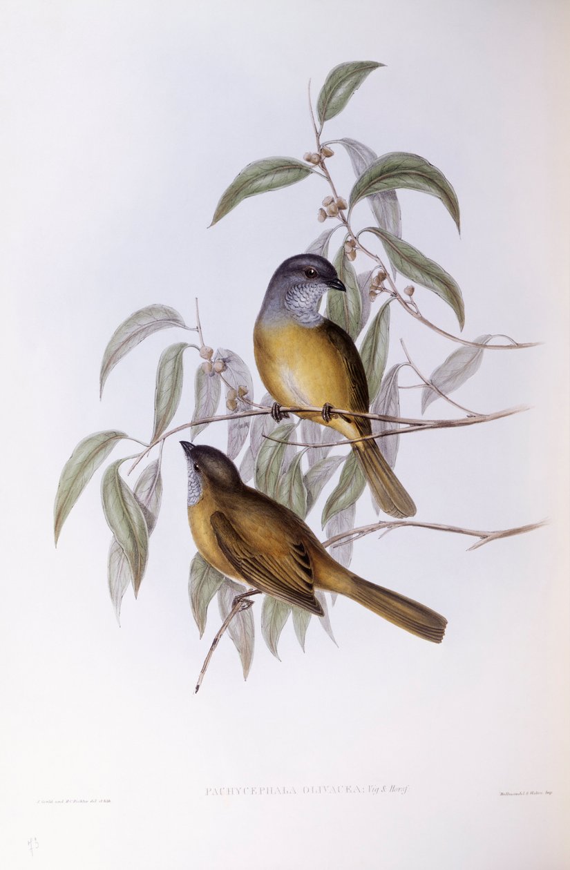 Świstak oliwny (Pachycephala olivacea), Grawerowanie Johna Gould autorstwa John Gould