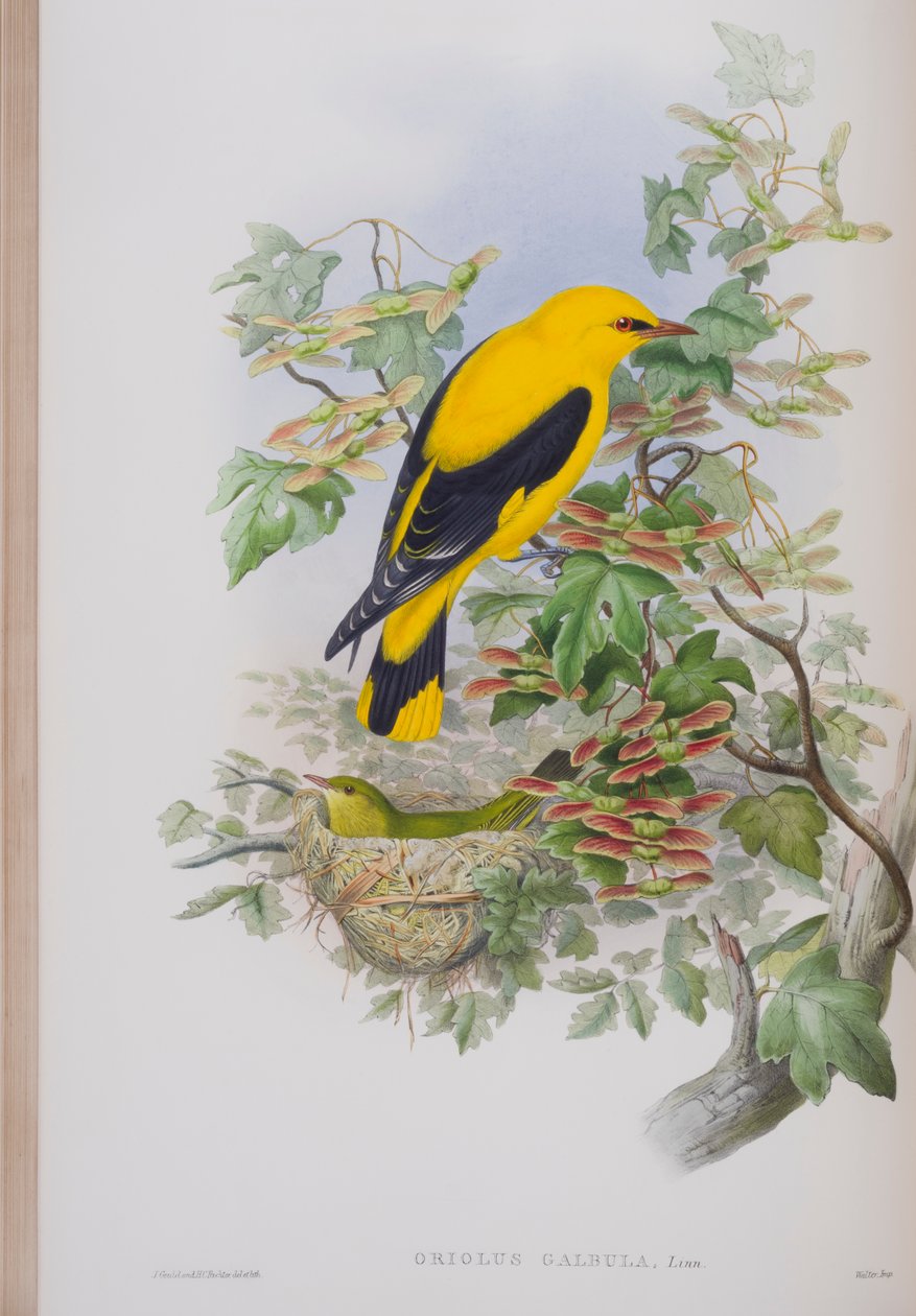Oriolus Galbula, płyta z The Birds of Great Britain autorstwa Johna Goulda, wydana w latach 1862-73 (litografia ręcznie kolorowana) autorstwa John Gould