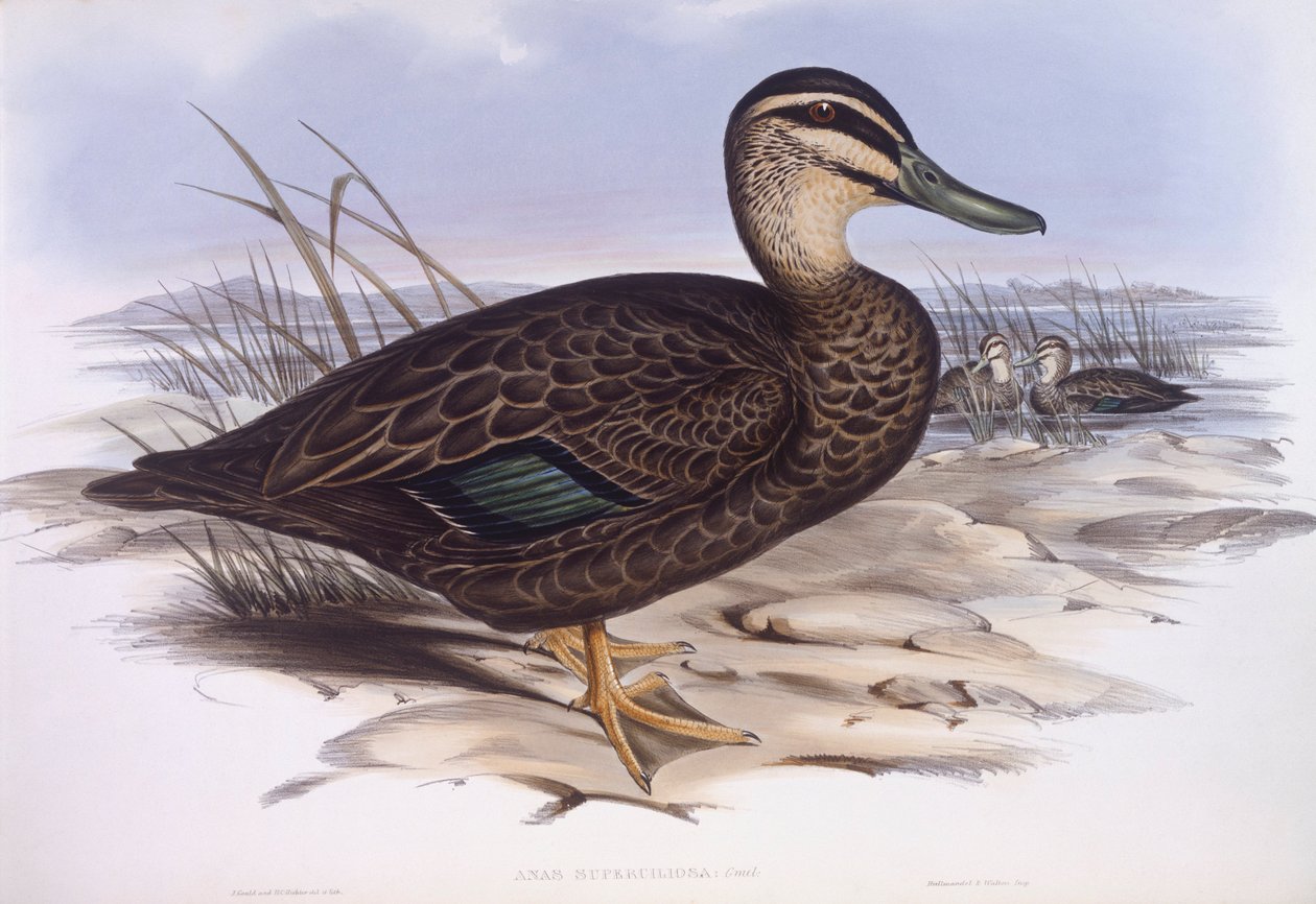 Czarna kaczka pacyficzna (Anas superciliosa), Grawerowanie Johna Gould autorstwa John Gould