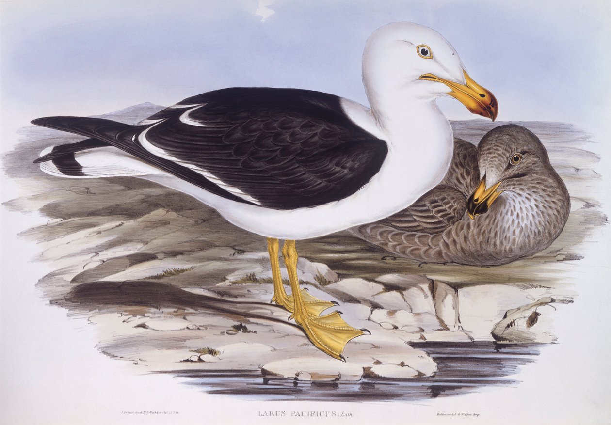 Mewa pacyficzna (Larus pacificus), Grawerowanie autorstwa Johna Gould autorstwa John Gould