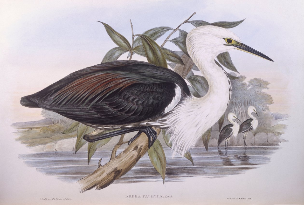 Czapla pacyficzna (Ardea pacifica), Grawerowanie Johna Gould autorstwa John Gould