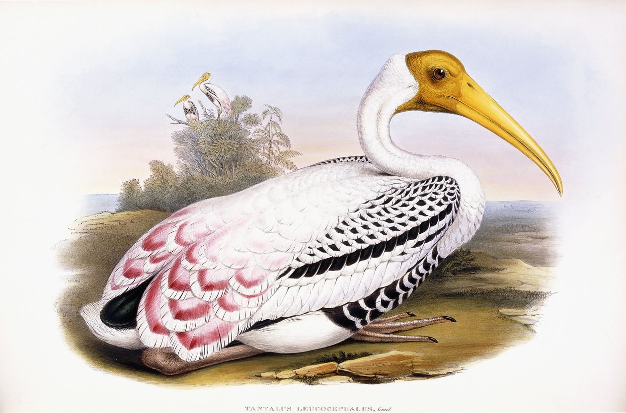 Malowany Bocian autorstwa John Gould