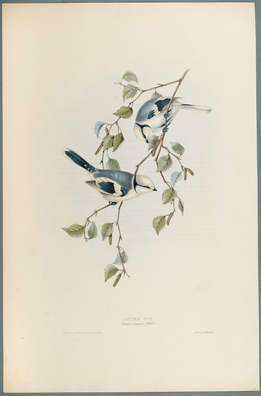 Parus Cyanus: Sikora Błękitna (kolor lito na papierze tkanym) autorstwa John Gould
