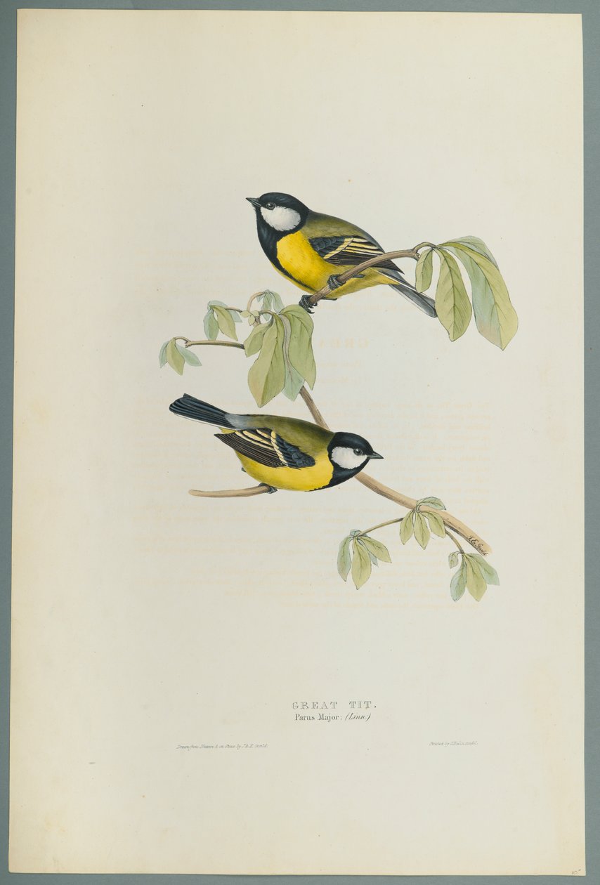 Parus Major: bogatka (kolor lito na papierze tkanym) autorstwa John Gould