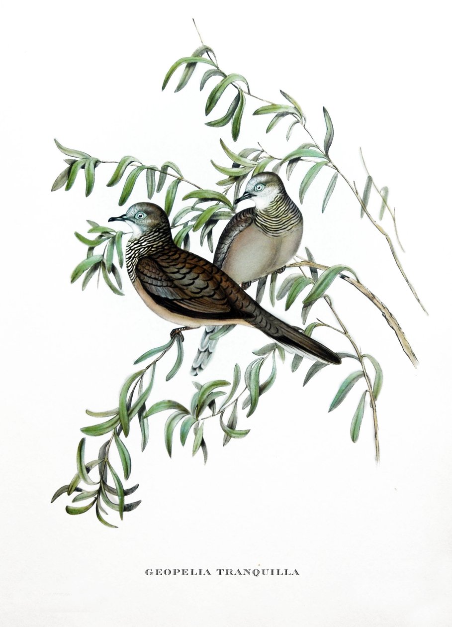 Gołąb pocztowy, ptaki z Australii, rycina z książki Johna Goulda (1804-1881) "Ptaki tropikalne" autorstwa John Gould